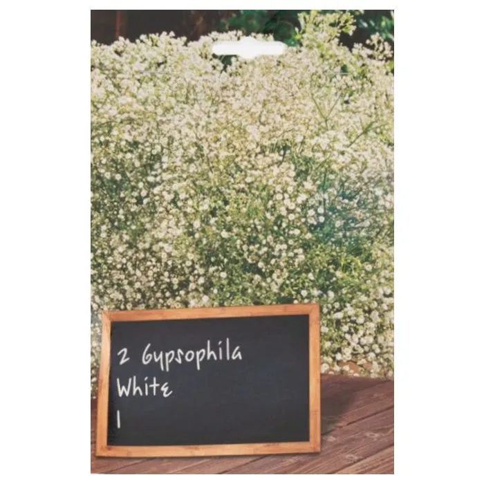 Perennial Mix 2 Garden Bulbs - Gypsophilia